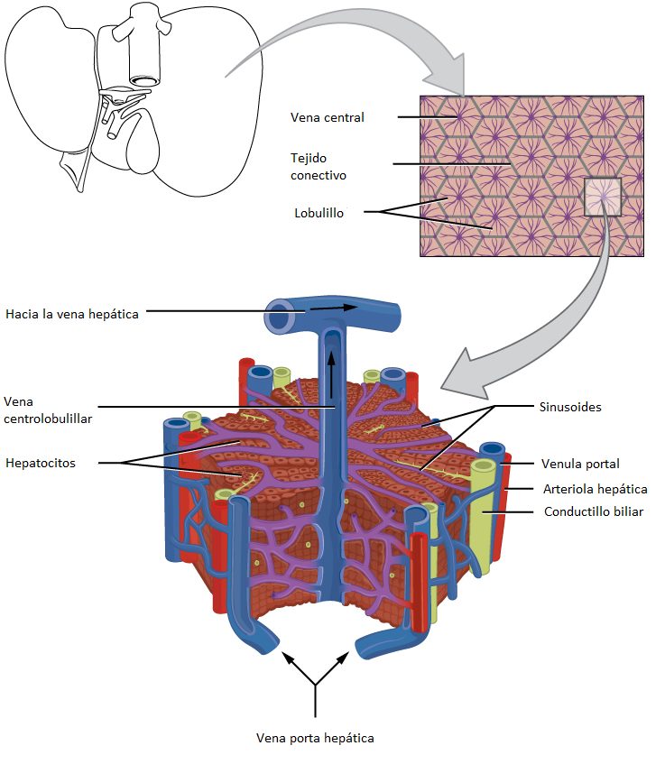 SINUSOIDES VASCULARES HEPÁTICOS