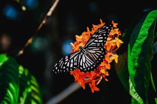 Selección disruptiva del patrón del ala de la mariposa