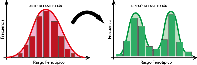 cambio en distribución de frecuencias por selección disruptiva