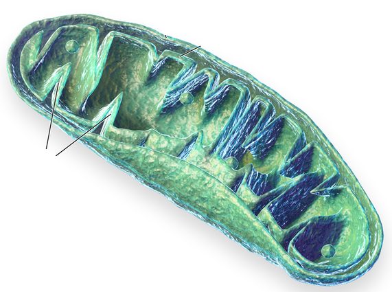 Mitocondria como ejemplo de orgánulo