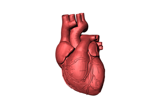 Corazón como ejemplo de órgano