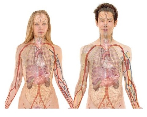 Imagen mostrando los diferentes sistemas de órganos que conforman al ser humano