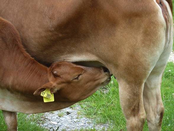 La fase del período de lactancia afecta el pH de la leche