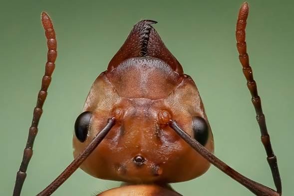 Las hormigas, y los demás insectos presentan un alto grado de cefalización