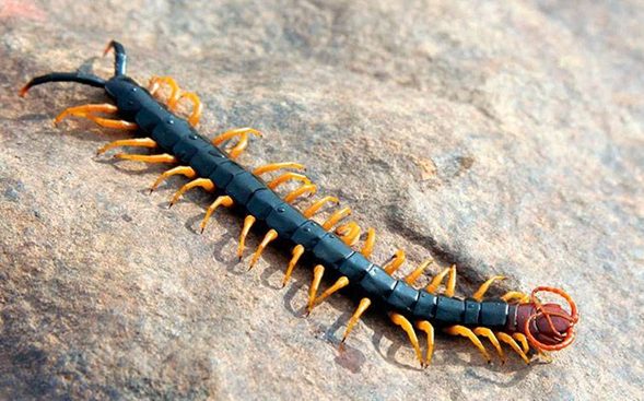 Scolopendra heros, ciempiés gigante de Sonora.