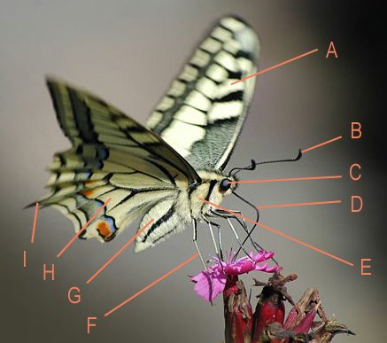 Las partes de una mariposa. Rolf Krahl – Rotkraut, Wikimedia.