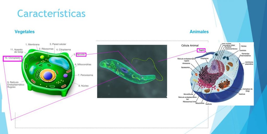 Característcas animales y vegetales de las células de Euglena