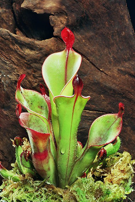 Planta carnívora de la sabana venezolana. Variación genética.