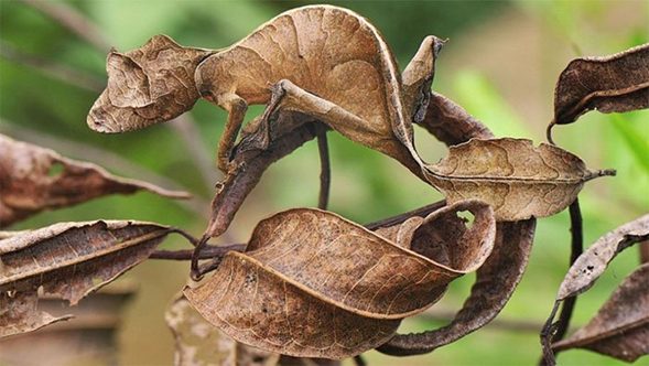 Lagartija camuflada entre las hojas. Variación genética.