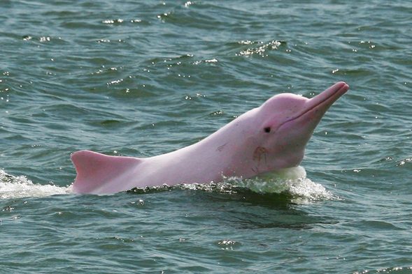 pelos de las ballenas, barbas de las ballenas