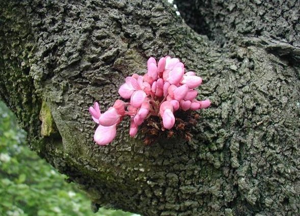 Flores de ciclamor naciendo del tronco.