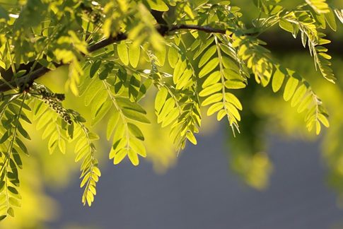 Hoja compuesta pinnada