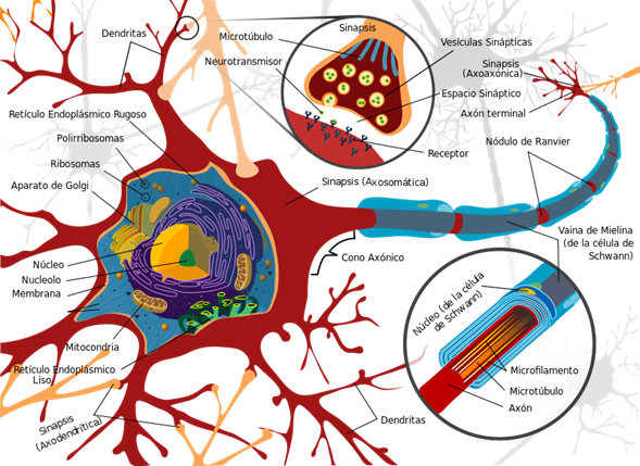 Estructura de una neurona.