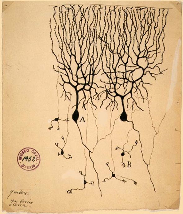 Dibujo de Santiago Ramón y Cajal de las neuronas del cerebelo de una paloma.