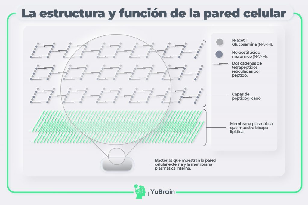 Estructura y función de la pared celular