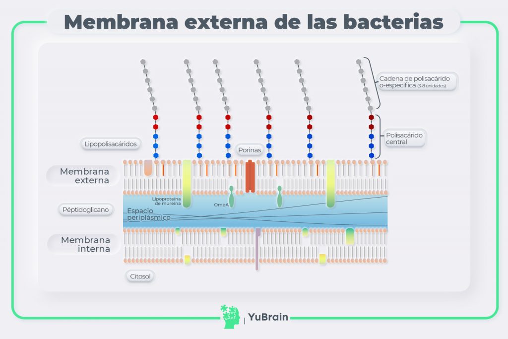 Membrana extern de las bacterias
