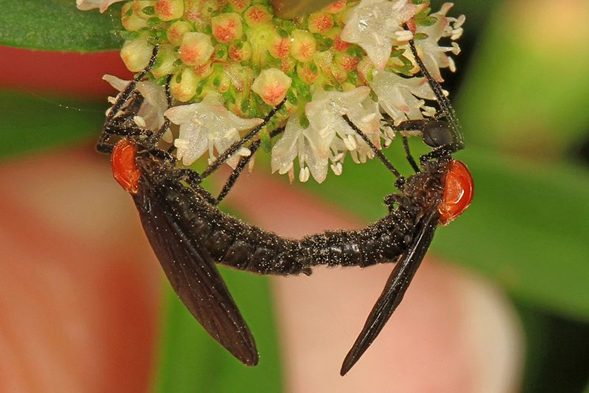 Pareja de lovebug apareados.