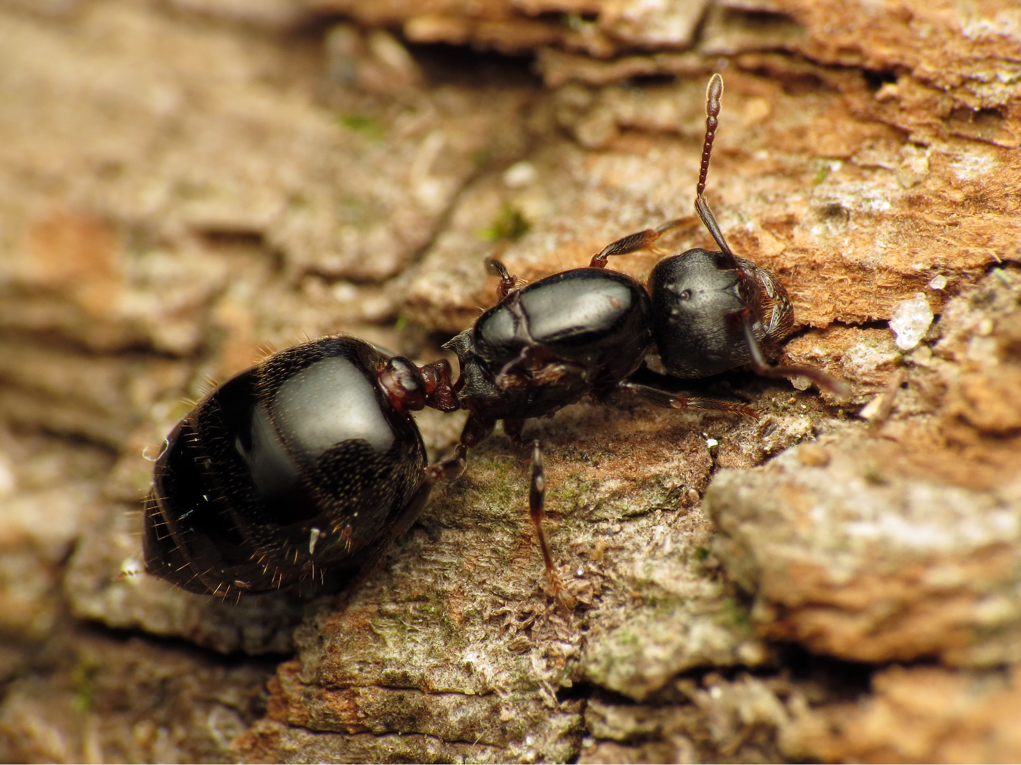 Hormiga reina del género Crematogaster