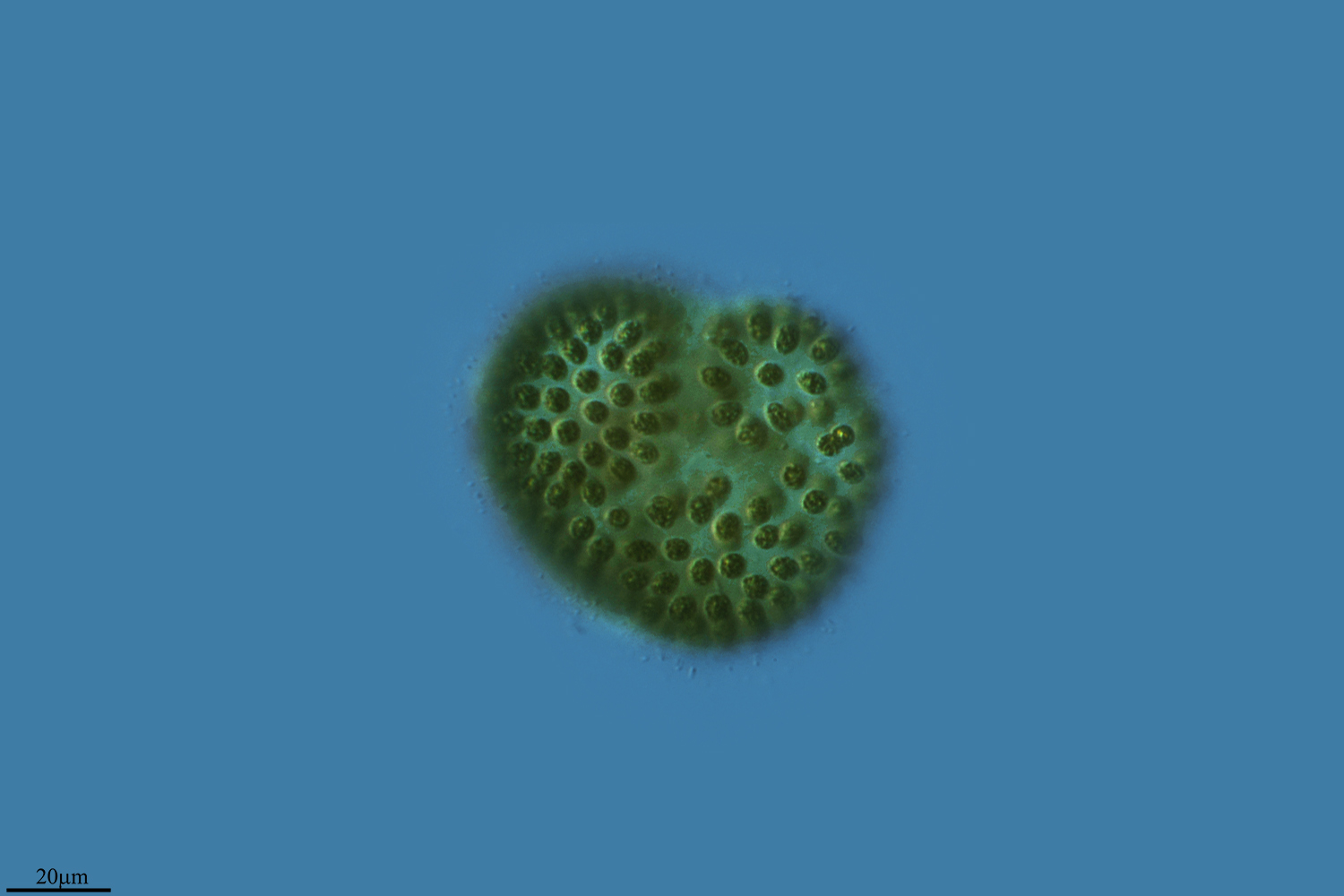 Cianobacteria