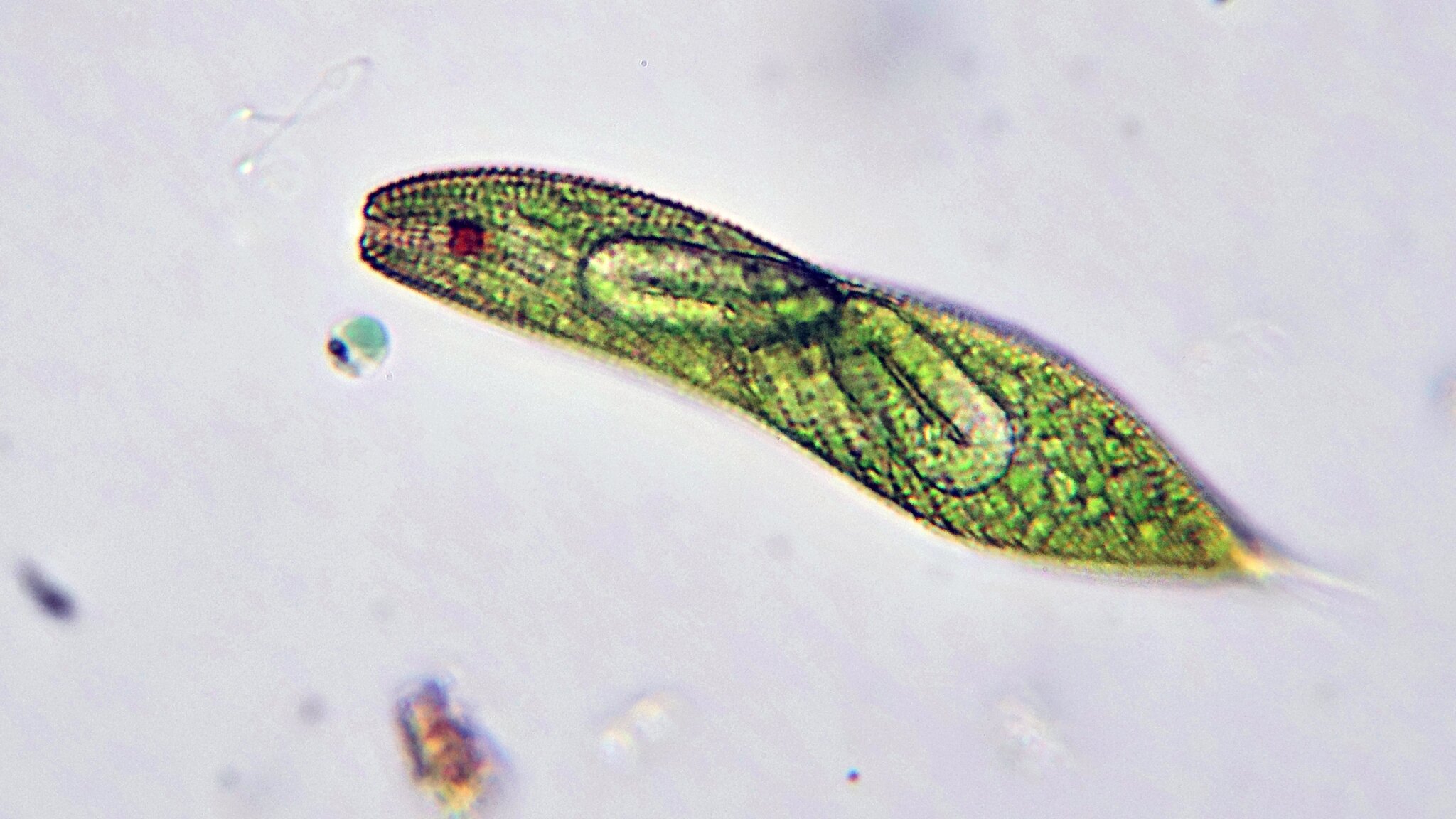 Euglena