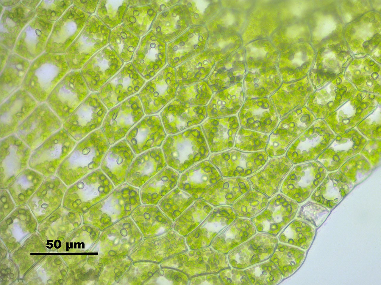 Cloroplastos en células de planta hepática