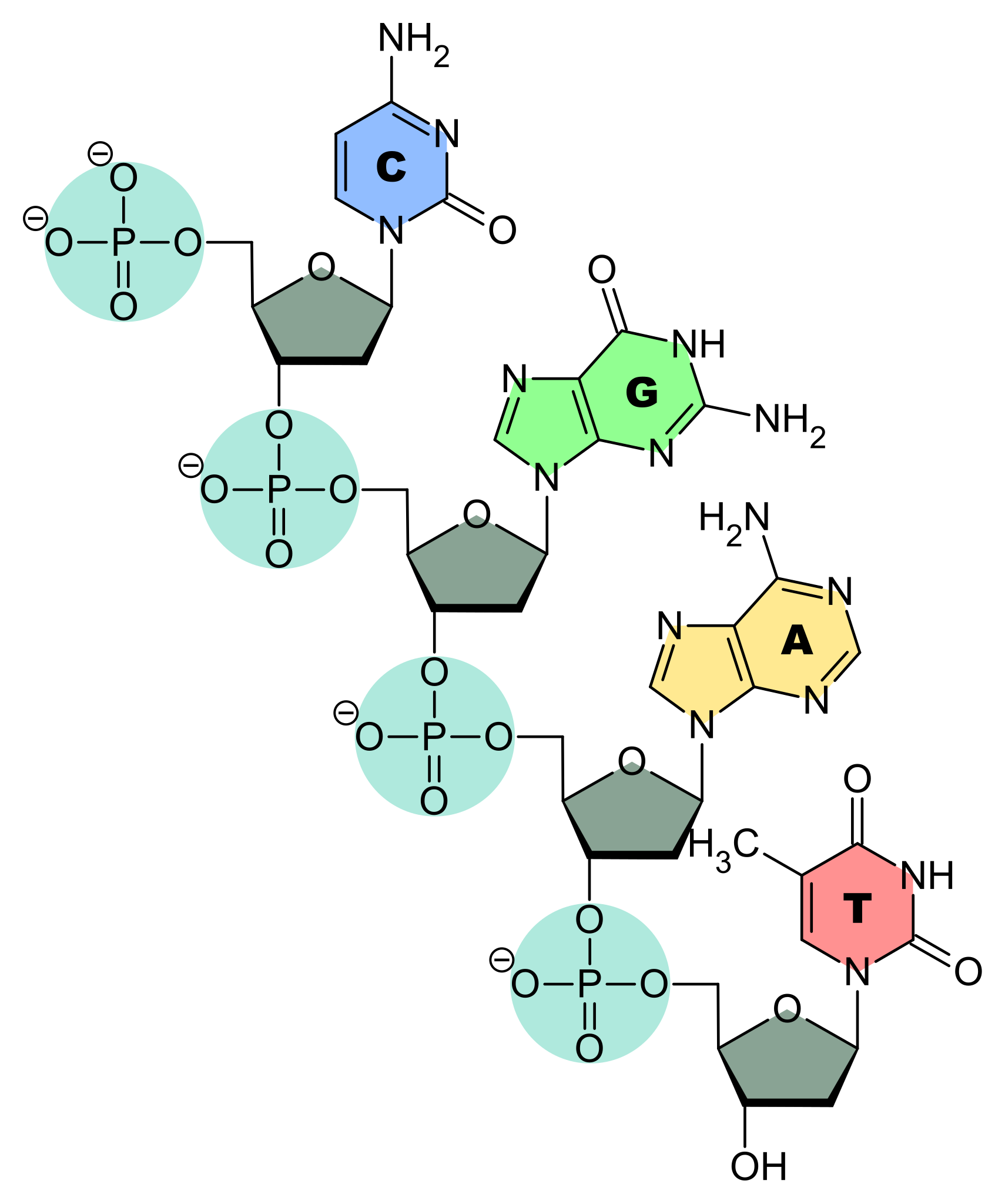 Nucleótidos de ADN