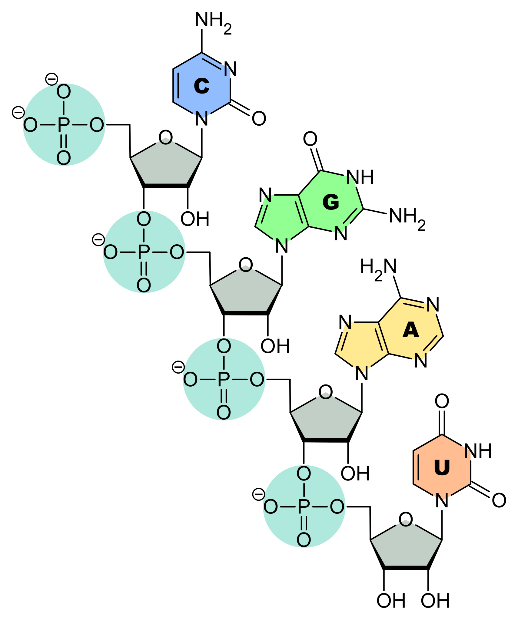 Nucleótidos del ARN