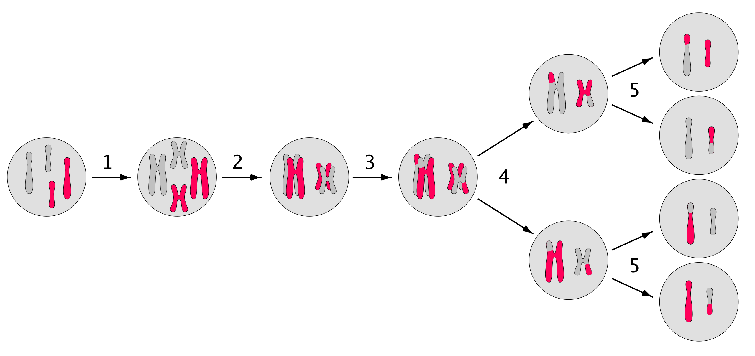 Meiosis resumida