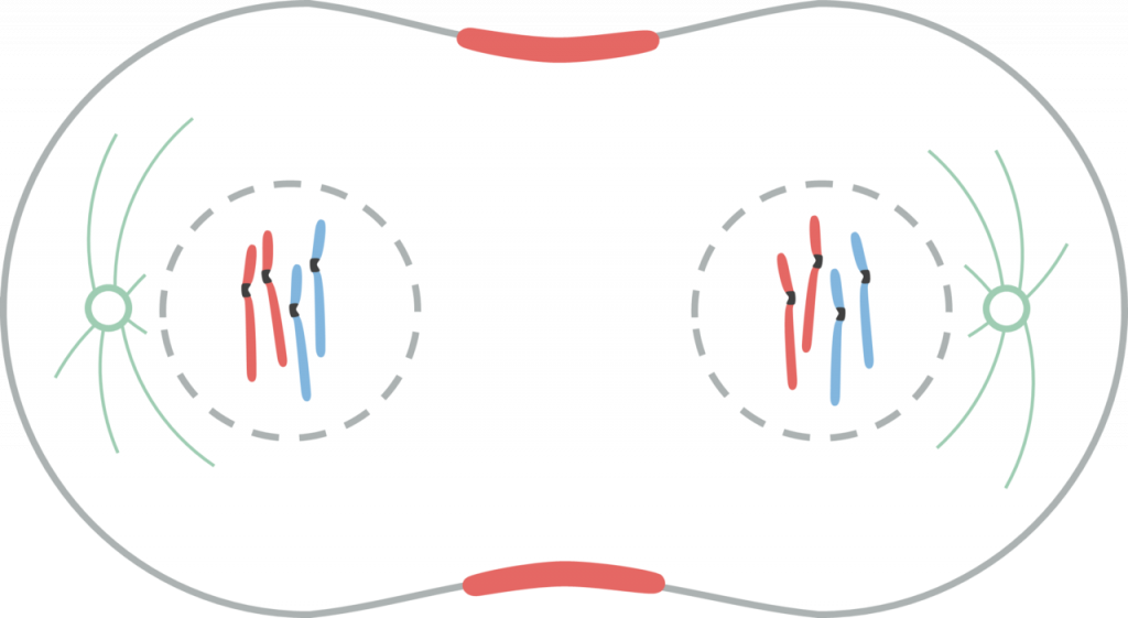 Telofase