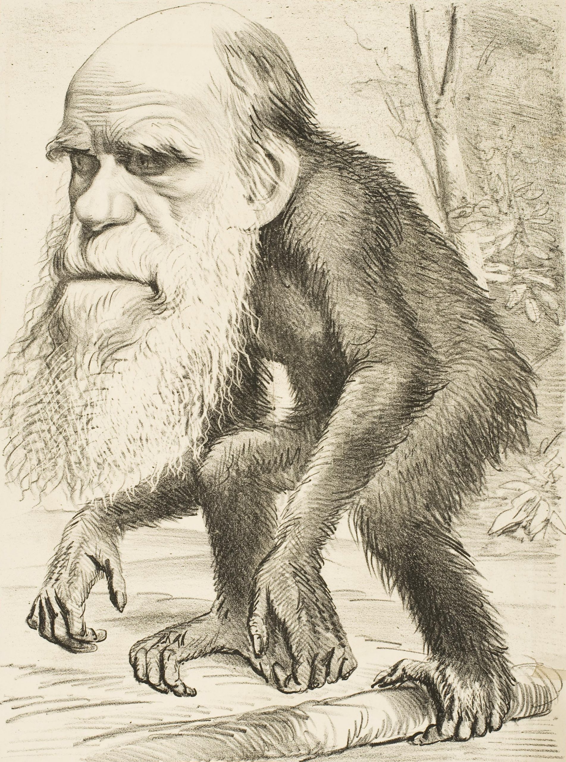 Caricatura de Charles Darwin. 