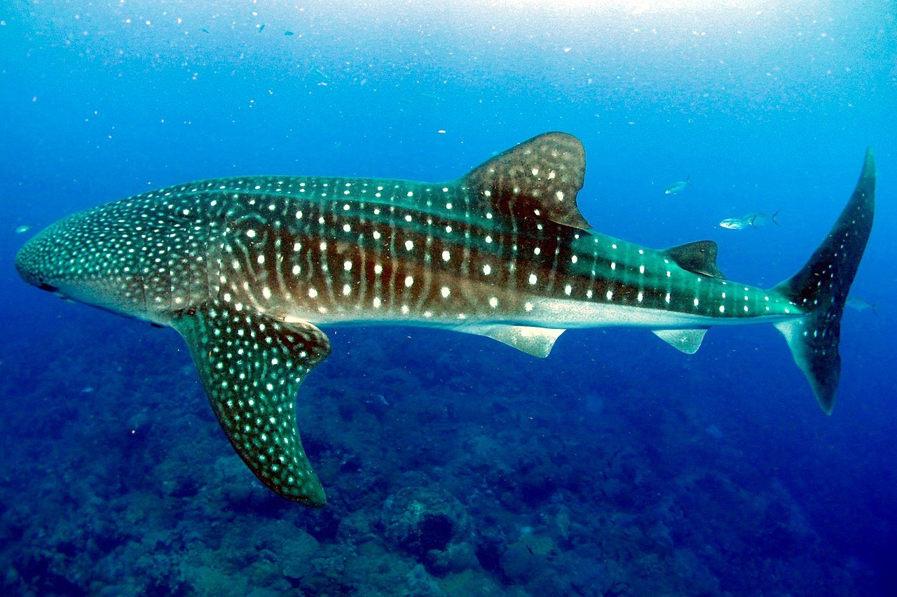 Tiburón ballena. 