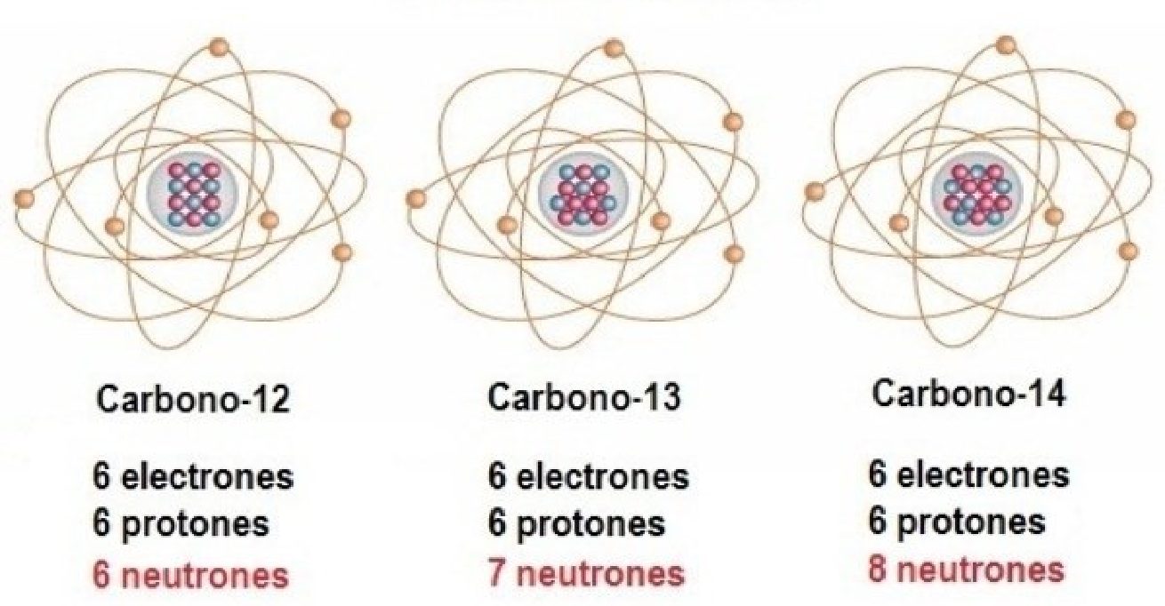 What is the difference between carbon 12 and carbon 14?