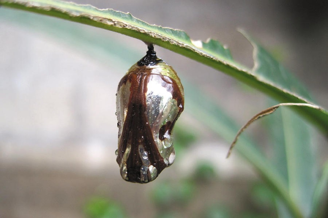 What are the 5 types of insect pupae?